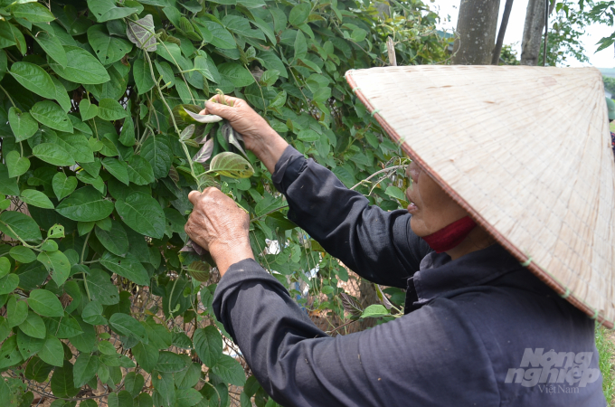 Harvesting apricots in Quang Be commune, Chuong My district, Hanoi. Photo: Duong Dinh Tuong.