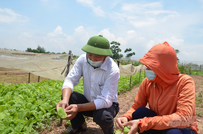 Inspection of pests and diseases on vegetables in Thuy Huong, Chuong My district, Hanoi. Photo: Duong Dinh Tuong.