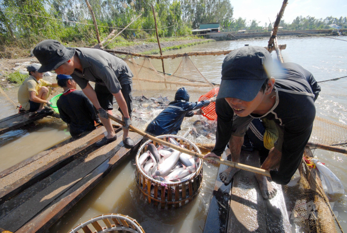 Men harvest tra fish in the Mekong Delta region. Photo: LHV.