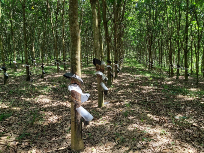 Rubber trees on Nghe An soil. Photo: Viet Khanh. 