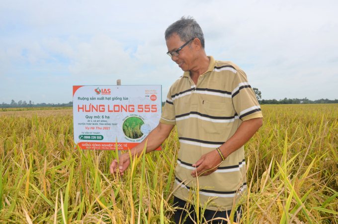 Nông dân Nguyễn Văn Quân sản xuất khảo nghiệm lúa Hưng Long 555 vụ hè thu 2021. Ảnh: Minh Đảm.