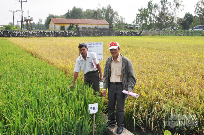 Nông dân tham gia đánh giá giống lúa OM mới tại ruộng thực nghiệm Viện lúa ĐBSCL. Ảnh: HĐ