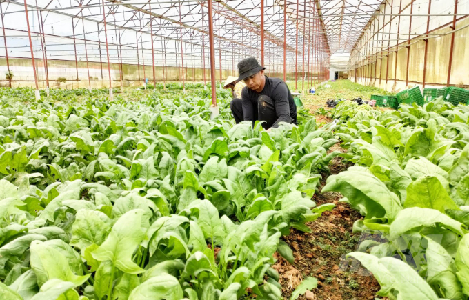 Nguyen Van Thinh's family in Ward 7, Da Lat City harvests spinach to supply supermarkets in Ho Chi Minh City. Photo: Minh Hau.