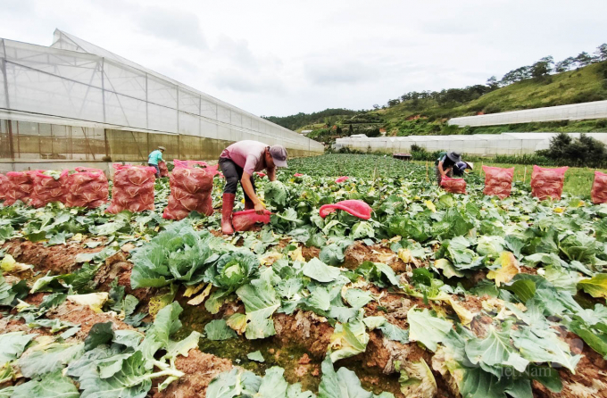 The wholesale market in Ho Chi Minh City is closed, so many gardeners in Da Lat have lost their output. Photo: Ming Hau.