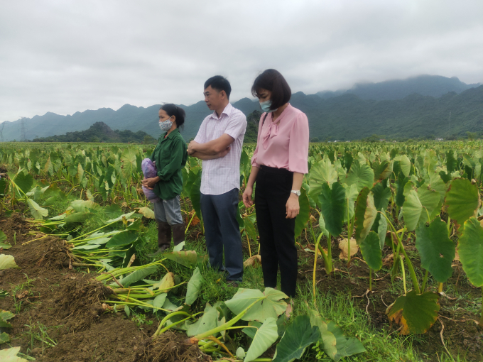 Năm nay, khoai sọ khó tiêu thụ do ảnh hưởng dịch bệnh Covid-19. Ảnh: Phương Thúy.