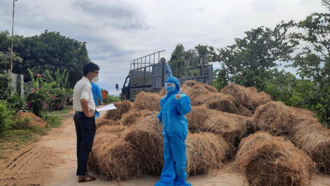Ngành chức năng tỉnh Phú Yên hỗ trợ rơm và cỏ khô cho các hộ chăn nuôi bò nằm trong vùng bị phong tỏa. Ảnh: Mạnh Hoài Nam.