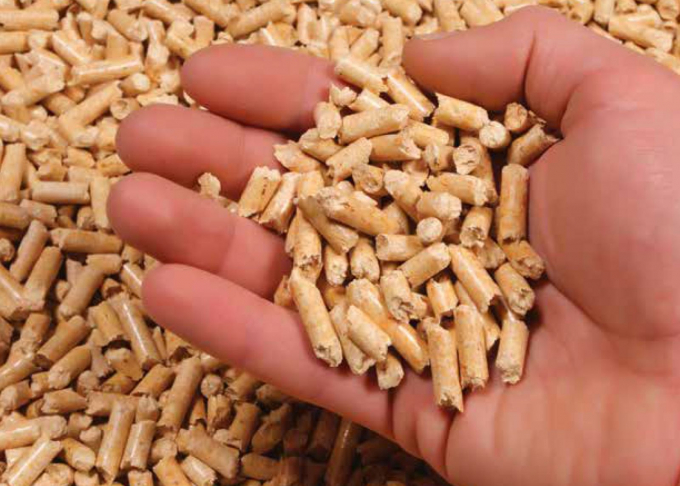 Vietnam is ranked second in the world in terms of pellets exports. Photo: TL.