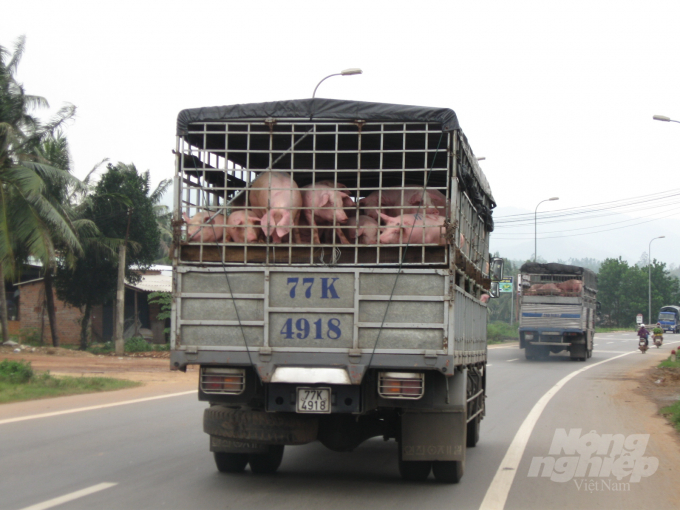 Hiện mỗi ngày huyện Hoài Ân (Bình Định) xuất bán ra Đà Nẵng từ 800 - 1.000 con heo thịt. Ảnh: Vũ Đình Thung.