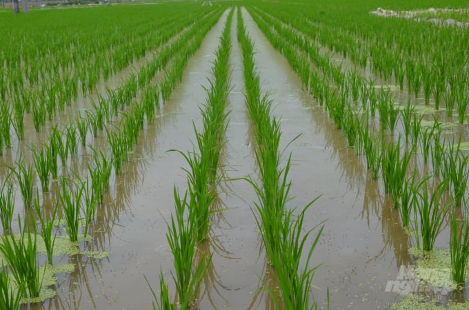 Rice is transplanted in wide rows, narrow rows. Photo: Duong Dinh Tuong.