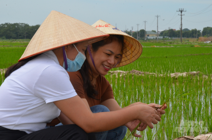 An officer of the Plant Protection Department of Vinh Phuc province inspects rice pests and diseases. Photo: Duong Dinh Tuong.