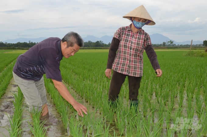 Anh Lê Thanh Hải - Tổ trưởng Tổ Hợp tác Đống Cao xã Văn Tiến đang kiểm tra một ruộng lúa của thôn. Ảnh: Dương Đình Tường.