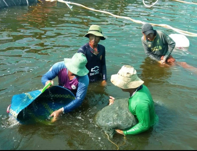 Nhiều ông dân lo sợ dịch bệnh bùng phát, nên thu hoạch tôm nuôi sớm hơn kế hoạch. Ảnh: Trọng Linh.