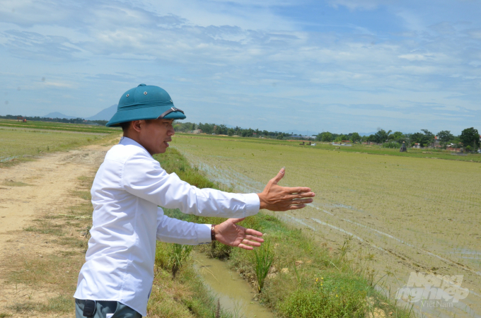 Anh Đỗ Quốc Đoàn, cán bộ nông nghiệp xã Đồng Ích đang chỉ về ruộng lúa thí điểm cấy ở vụ mùa. Ảnh: Dương Đình Tường.