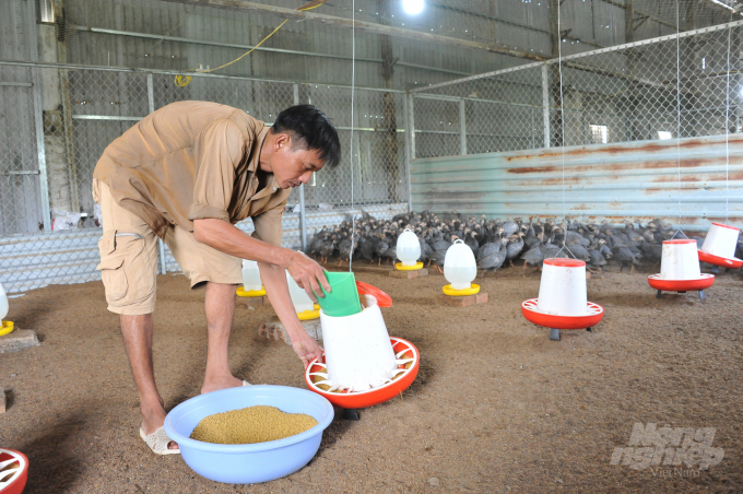 Mô hình nuôi gà sao thả vườn thu hàng trăm triệu mỗi năm