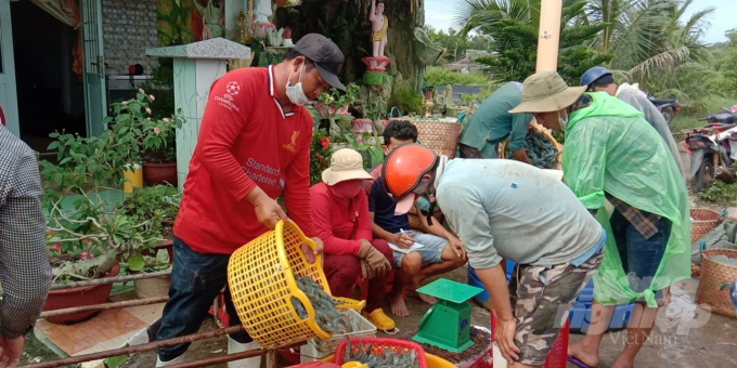 The Vietnam Agriculture Newspaper reported the price of farmed shrimp was still stable on July 13. Photo: Trong Linh.