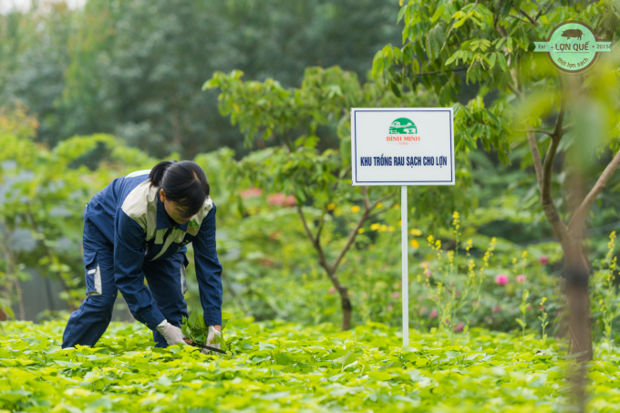 Khu vực trồng rau xanh tạo cảnh quan và cung cấp nguồn rau xanh hữu cơ làm thức ăn bổ sung cho lợn. Ảnh: Tuấn Hải.