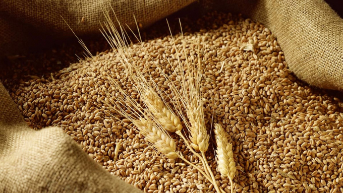 Bộ Tài chính đề xuất giảm thuế suất với lúa mỳ nhập khẩu từ 35 về 0%. Ảnh: TL.
