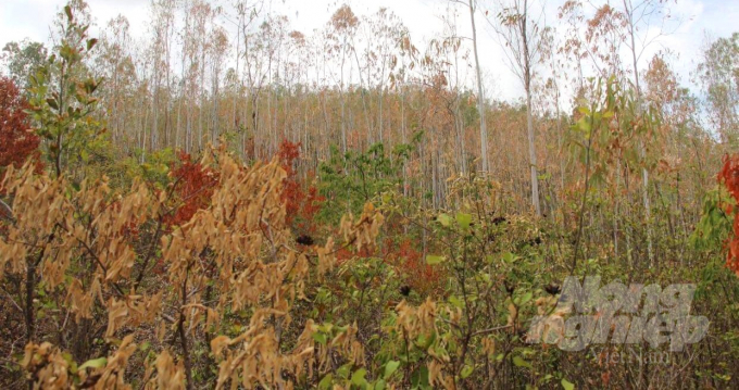 Trong thời gian gần đây, nhiều diện tích rừng trồng và rừng phòng hộ ở các huyện Tây Sơn, Vĩnh Thạnh và TX An Nhơn (Bình Định) bị chết khô do nắng nóng kéo dài. Ảnh: Vũ Đình Thung.