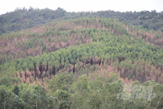 Bình Định hiện đang có gần 87.000ha rừng trồng và rừng phòng hộ có nguy cơ cháy cao. Ảnh: Vũ Đình Thung.