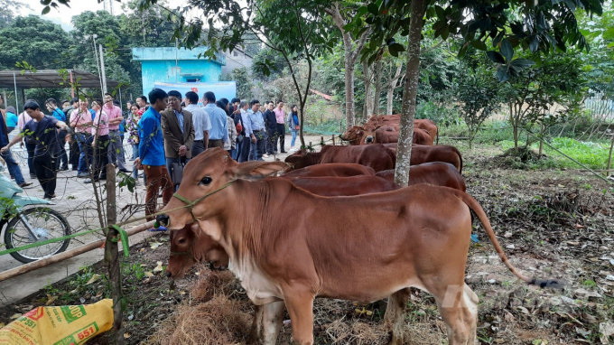 Một chương trình hỗ trợ bò cho những hỗ dân nghèo tại huyện Na Rì. Ảnh: Toán Nguyễn.