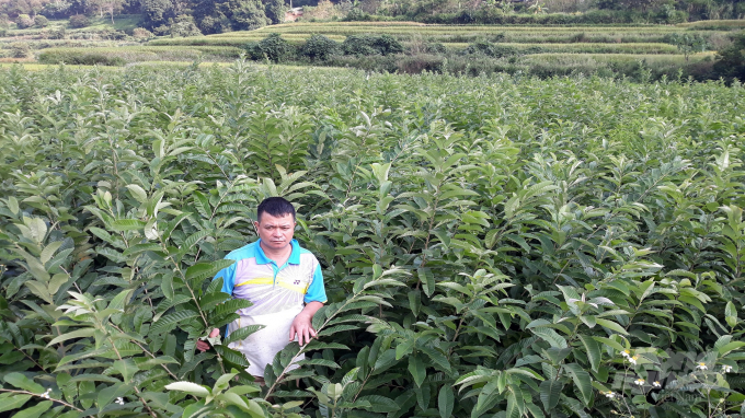 Vườn ươm cây dẻ của anh Nông Văn Cường tại xã Bằng Vân, huyện Ngân không đủ cung cấp nhu cầu trồng mới của bà con. Ảnh: Toán Nguyễn.