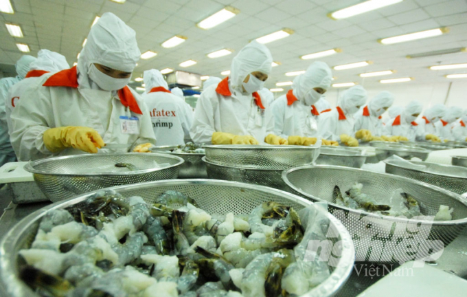 Vietnam's shrimp export markets are increasingly facing difficulties and challenges. Photo: LHV.