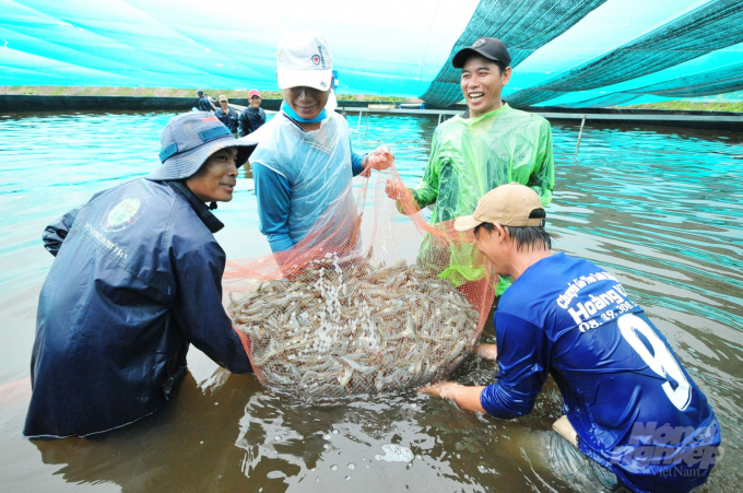 Brackish water shrimp farming activities maintained a steady increase in the first 6 months of 2021, creating favorable conditions for processing and exportation. Photo: LHV.