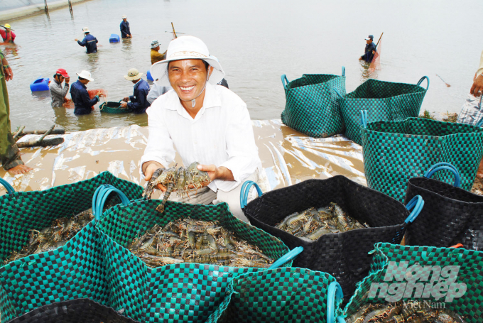The door for brackish shrimp farming is still very bright in the context of the Covid-19 epidemic in 2021. Photo: LHV.