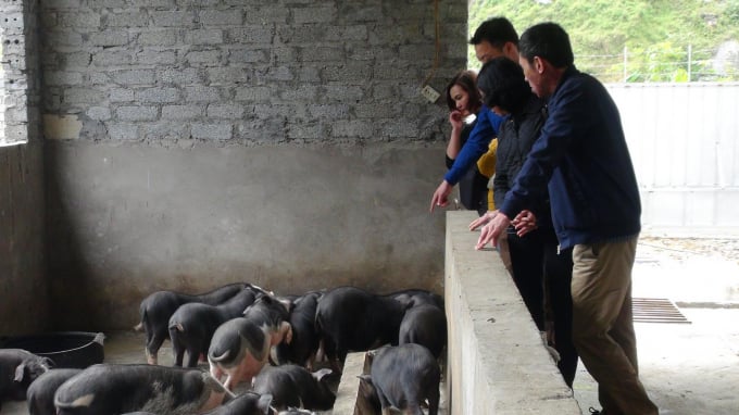 Giống lợn bản địa đang được tỉnh Hà Giang nghiên cứu và nhân rộng tại 2 huyện Đồng Văn và Mèo Vạc. ĐT.