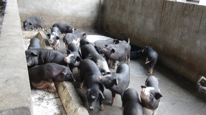 Nghiên cứu thành công giống lợn bản địa giúp bảo tồn và nhân rộng nguồn gen quý của giống lợn. Ảnh: ĐT.