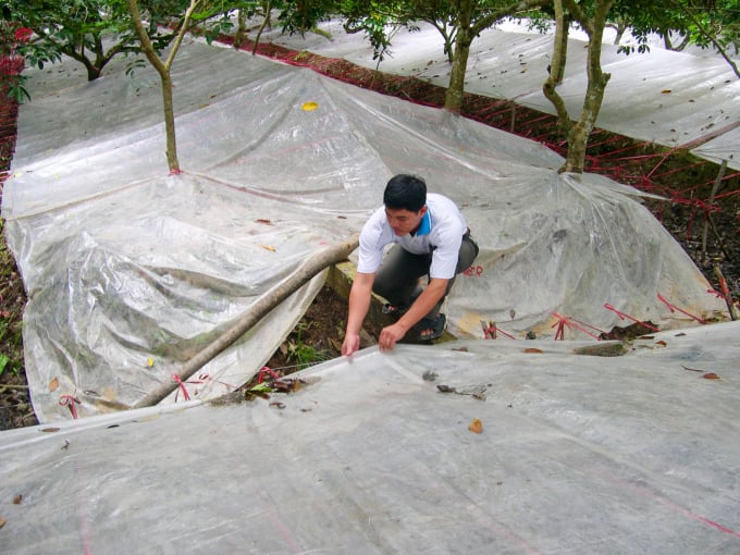 Nông dân huyện Long Hồ áp dụng kỹ thuật đậy mủ cao su cho chôm chôm để xử lý cây ra trái mùa nghịch. Ảnh: Lê Hoàng Vũ.