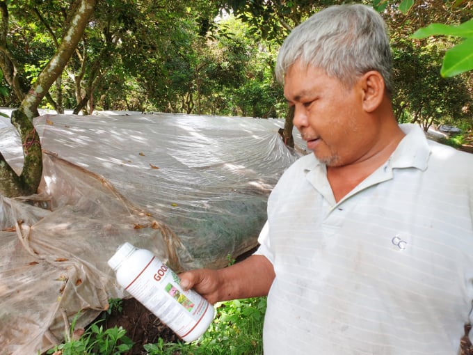 Nhiều năm nay ông Trần Nguyễn Thanh Vũ sử dụng phân hữu cơ để phục vụ cho vườn chôm chôm nhà mình. Ảnh: Lê Hoàng Vũ.