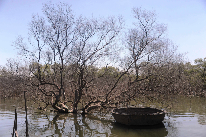 Sau cơn bão số 9 năm 2020, các loại cây đước, mắm, bần trong rừng ngập mặn ở xã Tam Giang (huyện Núi Thành, tỉnh Quảng Nam) có biểu hiện khô héo và chết không rõ nguyên nhân. Ảnh: L.K.