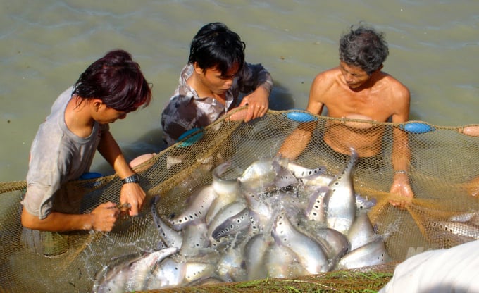 Hiện nay một số loại cá nuôi nước ngọt ở Cần Thơ như cá lóc, cá thát lát, cá rô đồng... tiêu thụ chậm do ảnh hưởng của dịch bệnh. Ảnh: Lê Hoàng Vũ.