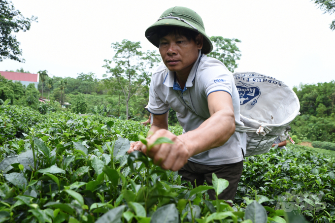 Dinh Manh Cuong, Director of Cam My Tea Cooperative is picking tea. Photo: Duong Dinh Tuong.