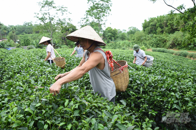 Tea picking at Cam My Tea Cooperative. Photo: Duong Dinh Tuong.