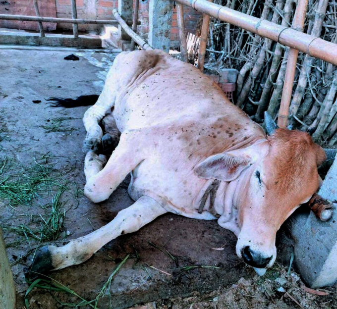 Lumpy skin disease outbreak in cattle in Binh Dinh