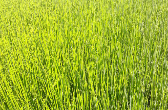 Lúa ST25 sản xuất trong vụ hè thu tại HTX Nông nghiệp 2 Nhơn Thọ (Thị xã An Nhơn, Bình Định) đang phát triển tốt. Ảnh: V.Đ.T