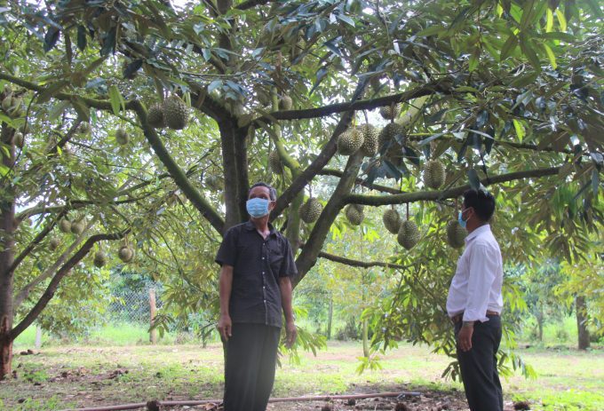 According to durian growers in Khanh Son District, durian has a bumper crop this year but they are worried about the output due to the impact of the Covid-19 pandemic. Photo: BL.