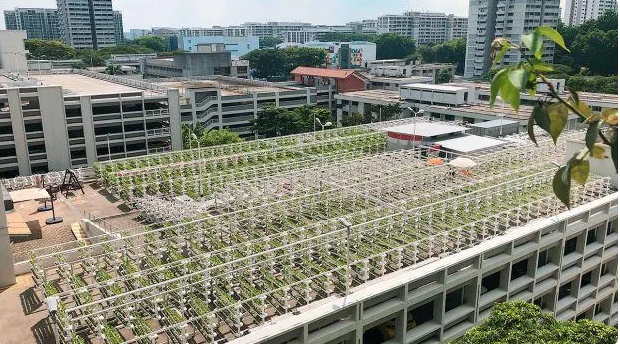 Một trang trại trồng rau thủy canh trên sân thượng tòa nhà cao tầng ở Singapore. Ảnh: QZ