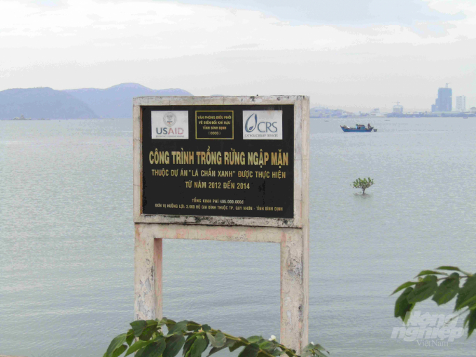 Công trình trồng rừng ngập mặn thuộc Dự án 'Lá chắn xanh' được thực hiện tại Bình Định giai đoạn 2012-2014. Ảnh: Vũ Đình Thung.