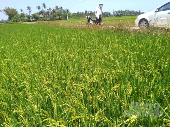 Lúa ST25 do Công Cổ phần Giống cây trồng Bình Định sản xuất thử trong vụ đông xuân 2020 -2021 tại phường Hoài Hảo (Thị xã Hoài Nhơn, Bình Định). Ảnh: V.Đ.T