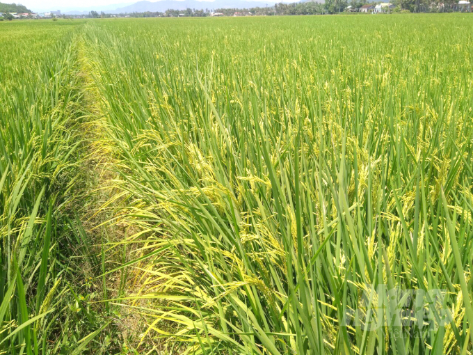 Mô hình sản xuất thử lúa ST25 tại xã Phước Hưng (huyện Tuy Phước, Bình Định) trong vụ đông xuân 2020 -2021. Ảnh: V.Đ.T.