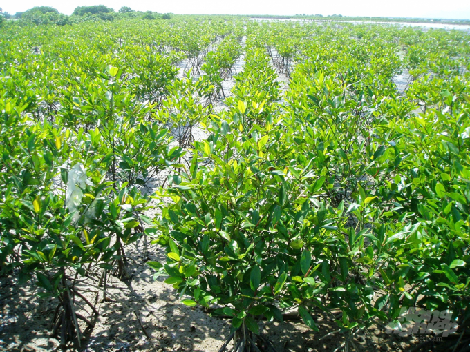 Mangrove forest growing well in Binh Dinh. Photo: Vu Dinh Thung.