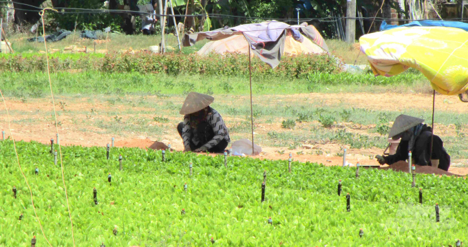 Nông dân xã Canh Vinh (huyện Vân Canh, Bình Định) chăm sóc vườn cây giống lâm nghiệp để phục vụ cho người trồng rừng sản xuất trên địa bàn. Ảnh: Vũ Đình Thung.