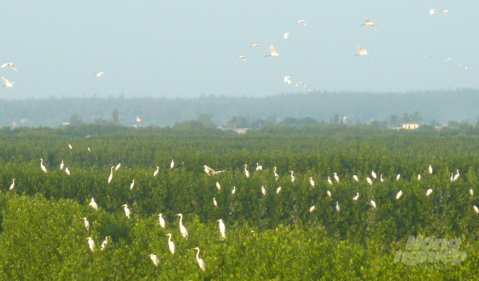 The central province of Binh Dinh has seen positive results of a ten-year project on mangrove forest restoration and protection. Birds, fish and other aquaculture species are flocking to restored mangrove forests in Thi Nai and De Gi lagoons. Photo: Vu Dinh Thung.