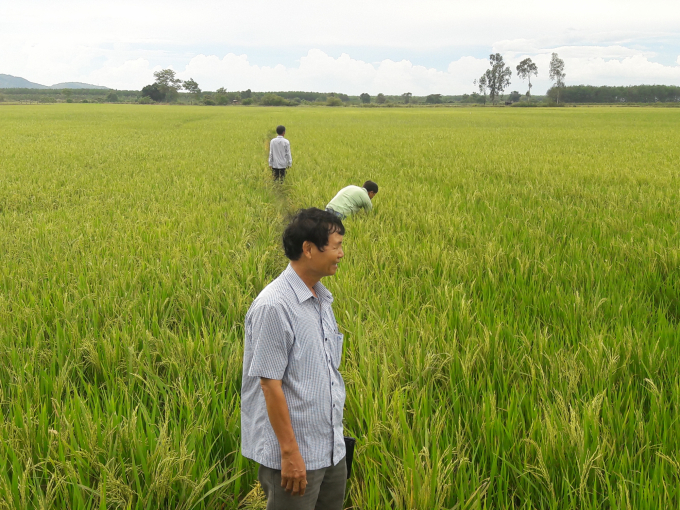Nông dân tham quan ruộng lúa sản xuất theo SRI. Ảnh: AB.