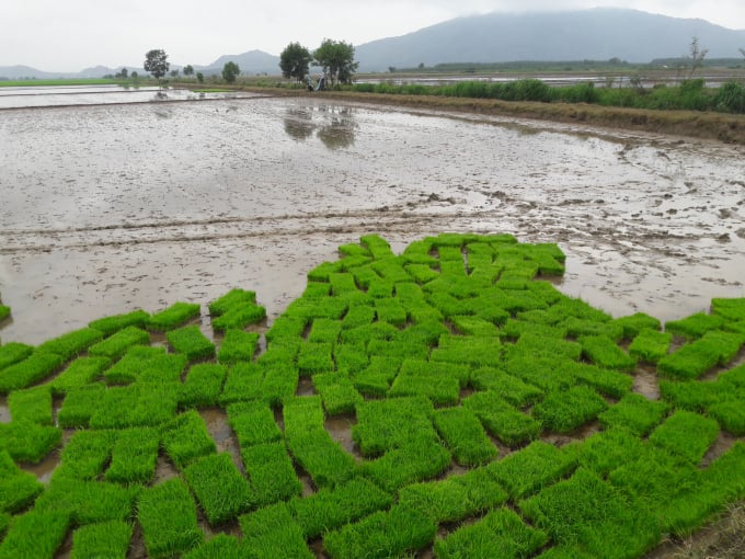Sản xuất lúa theo SRI kết hợp với mạ khay - máy cấy đang được mở rộng tại Bình Thuận. Ảnh: KS.