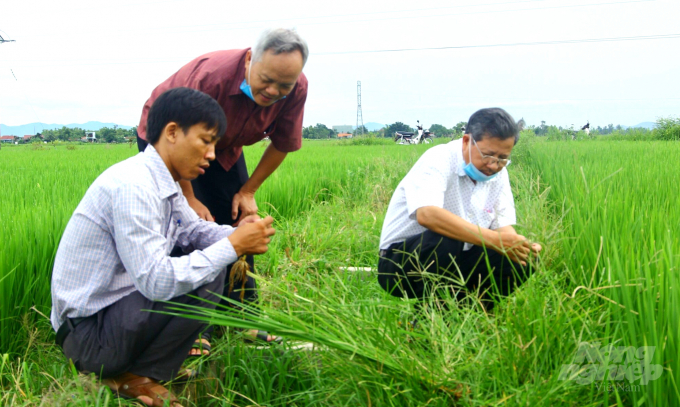 Ngành chức năng Thị xã An Nhơn (Bình Định) kiểm tra sinh trưởng, phát triển của cây lúa vụ thu năm 2021. Ảnh: Vũ Đình Thung.