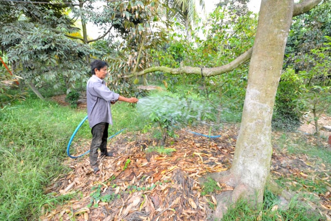 Sau khi thu hoạch xong vụ sầu riêng, cần để cây nghỉ ngơi từ 10-15 ngày mới cho tiến hành tập trung phục hồi vườn cây. Ảnh: Hoàng Vũ.